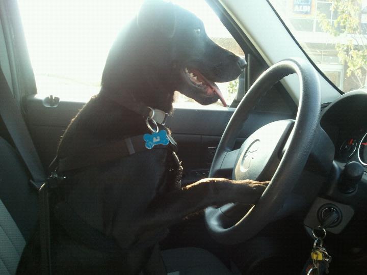 Aj the dog, driving on his way to work